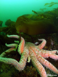 Hugest sea star that frightened the life out of me on a r... by Maria Munn 
